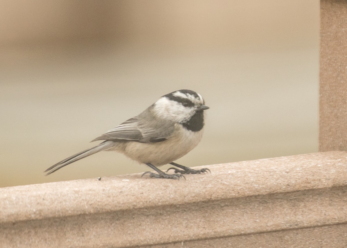 Mountain Chickadee - ML645747848