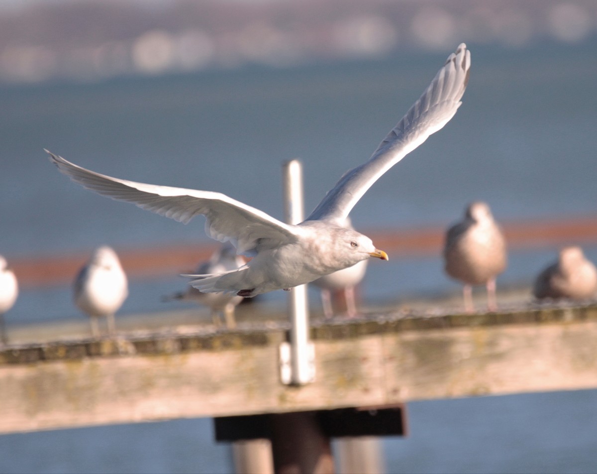 Iceland Gull - ML645747850