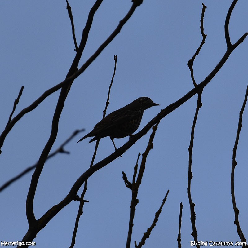 槲鶇 - ML645747853