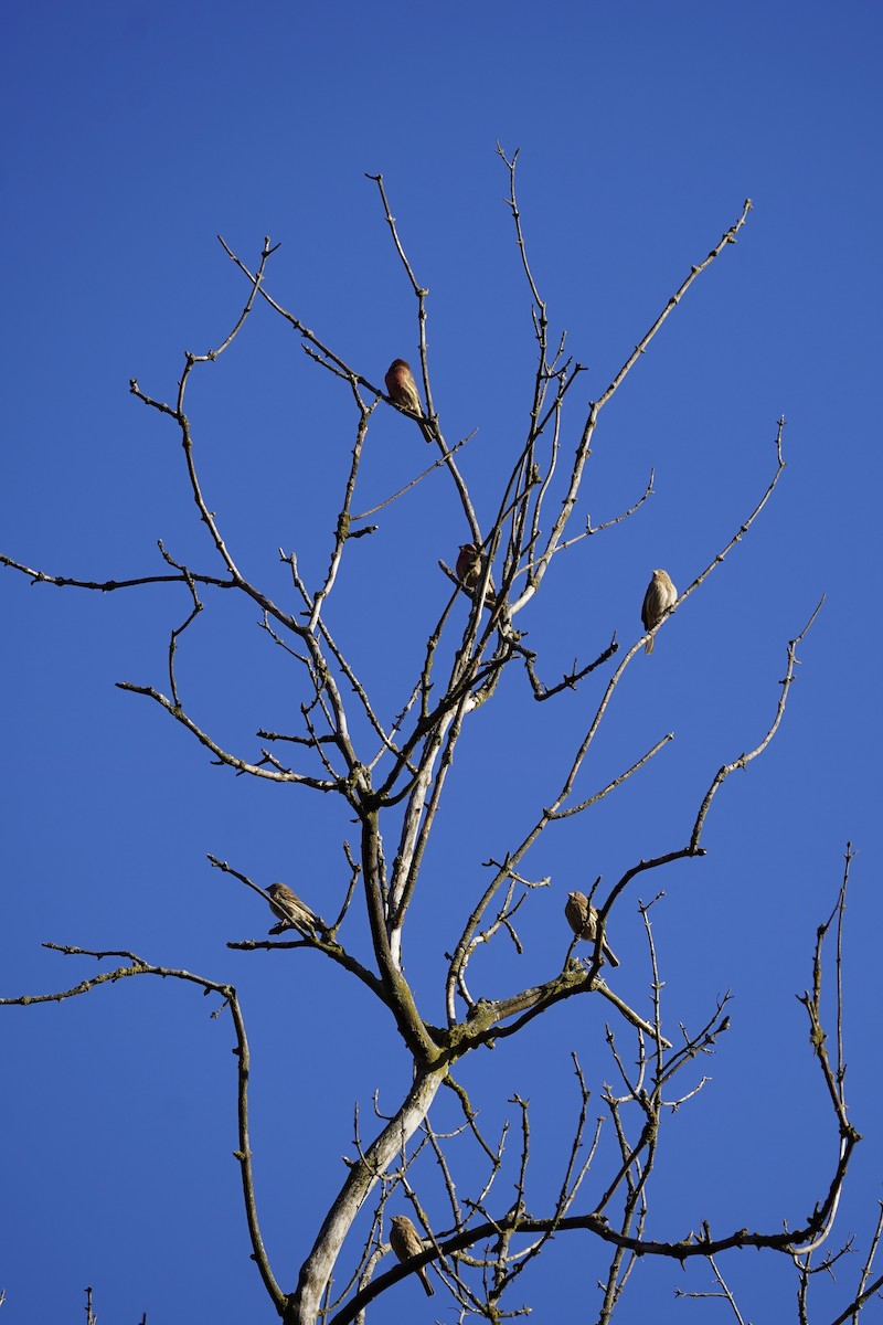 hýl rudoprsý - ML645747854