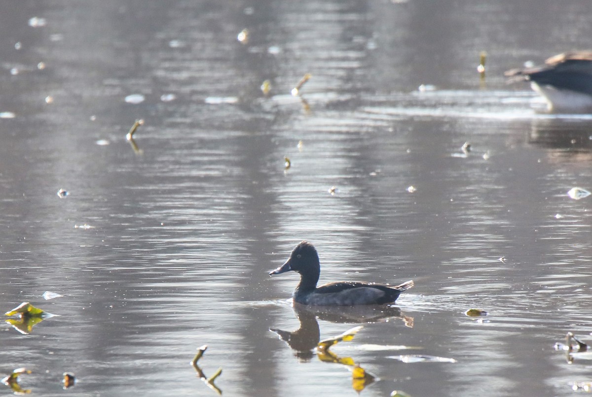 Ring-necked Duck - ML645747867