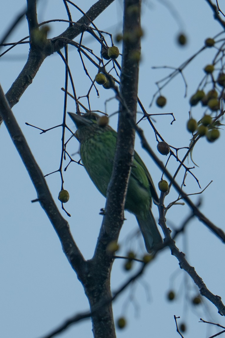 Green-eared Barbet - ML645747877