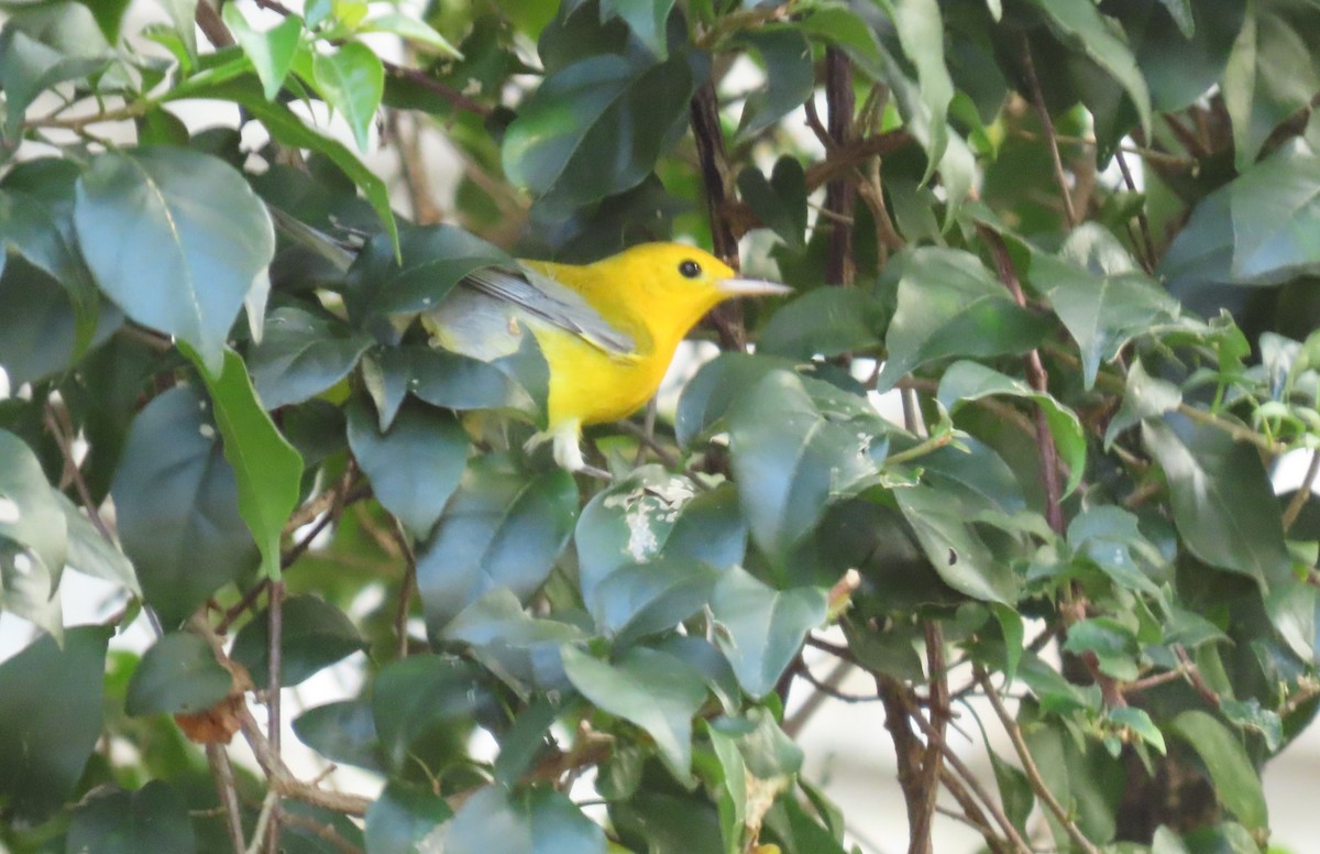 Prothonotary Warbler - ML645747880