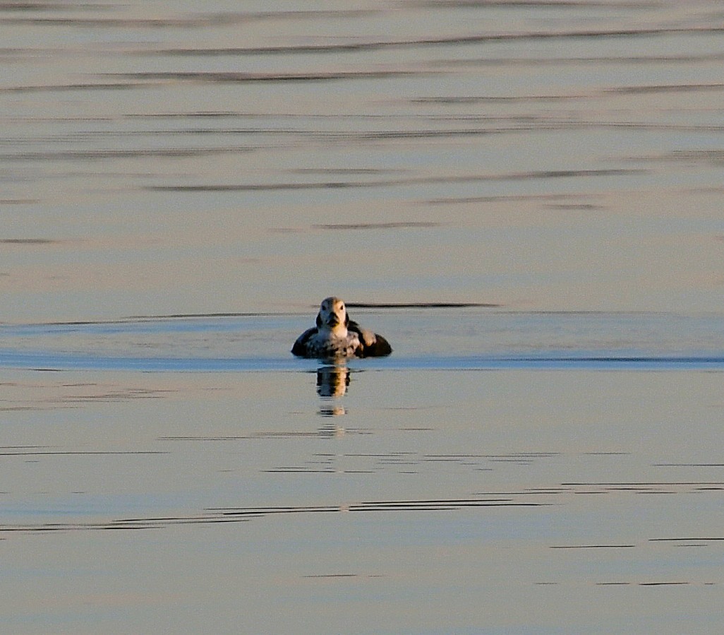 Long-tailed Duck - ML645747881