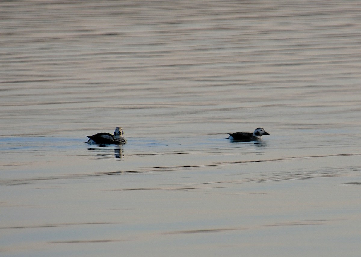 Long-tailed Duck - ML645747882