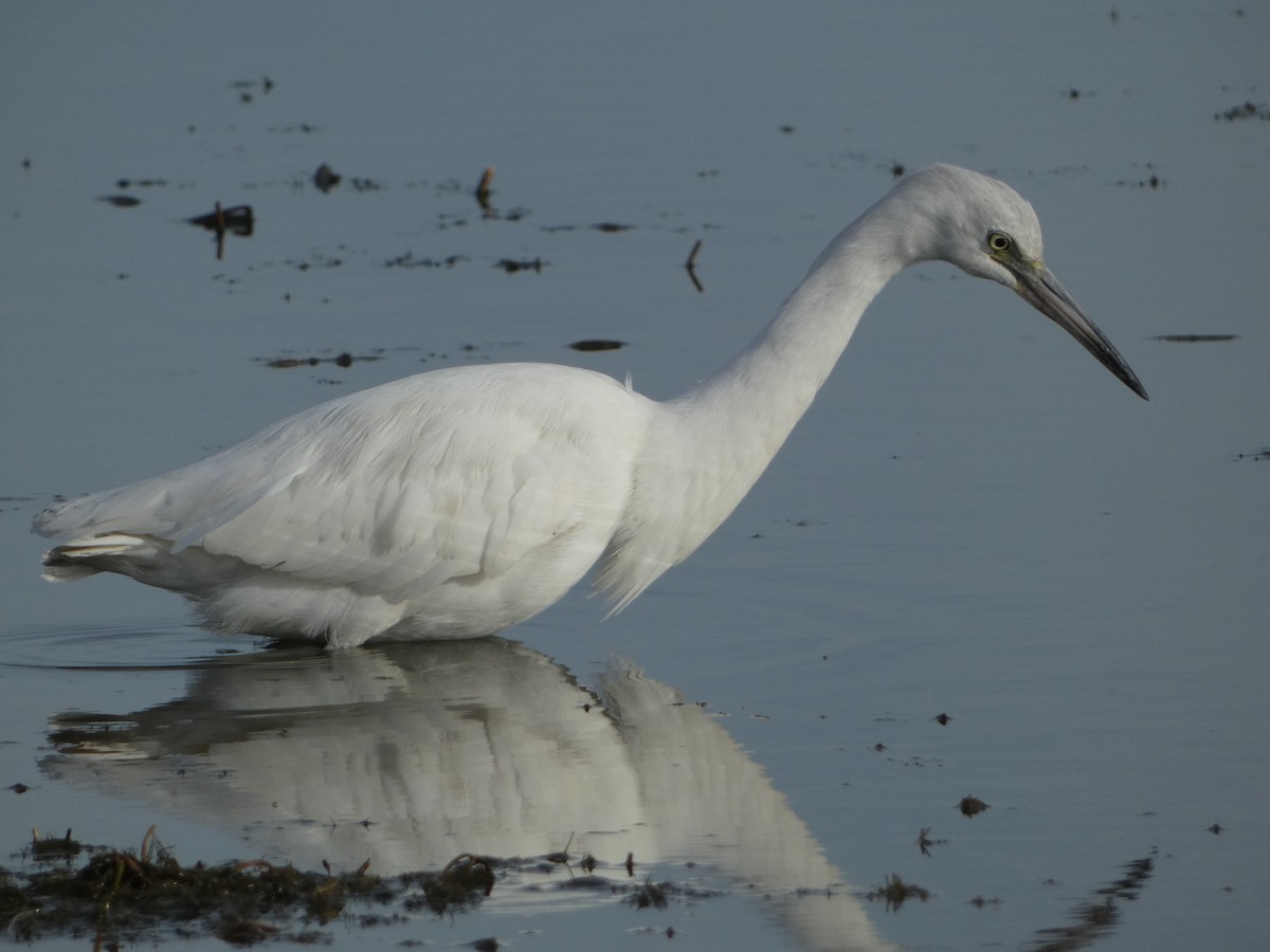 Little Blue Heron - ML645747884