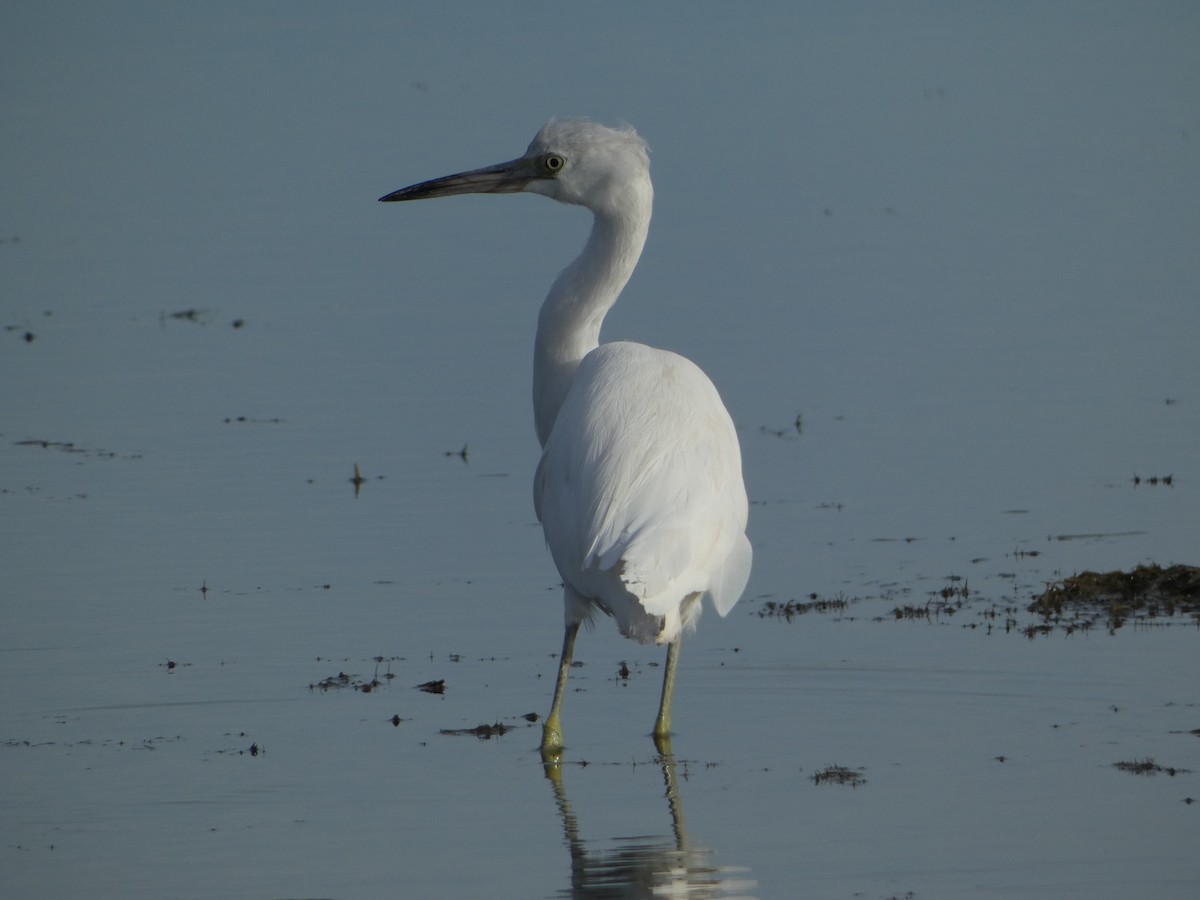 Little Blue Heron - ML645747885