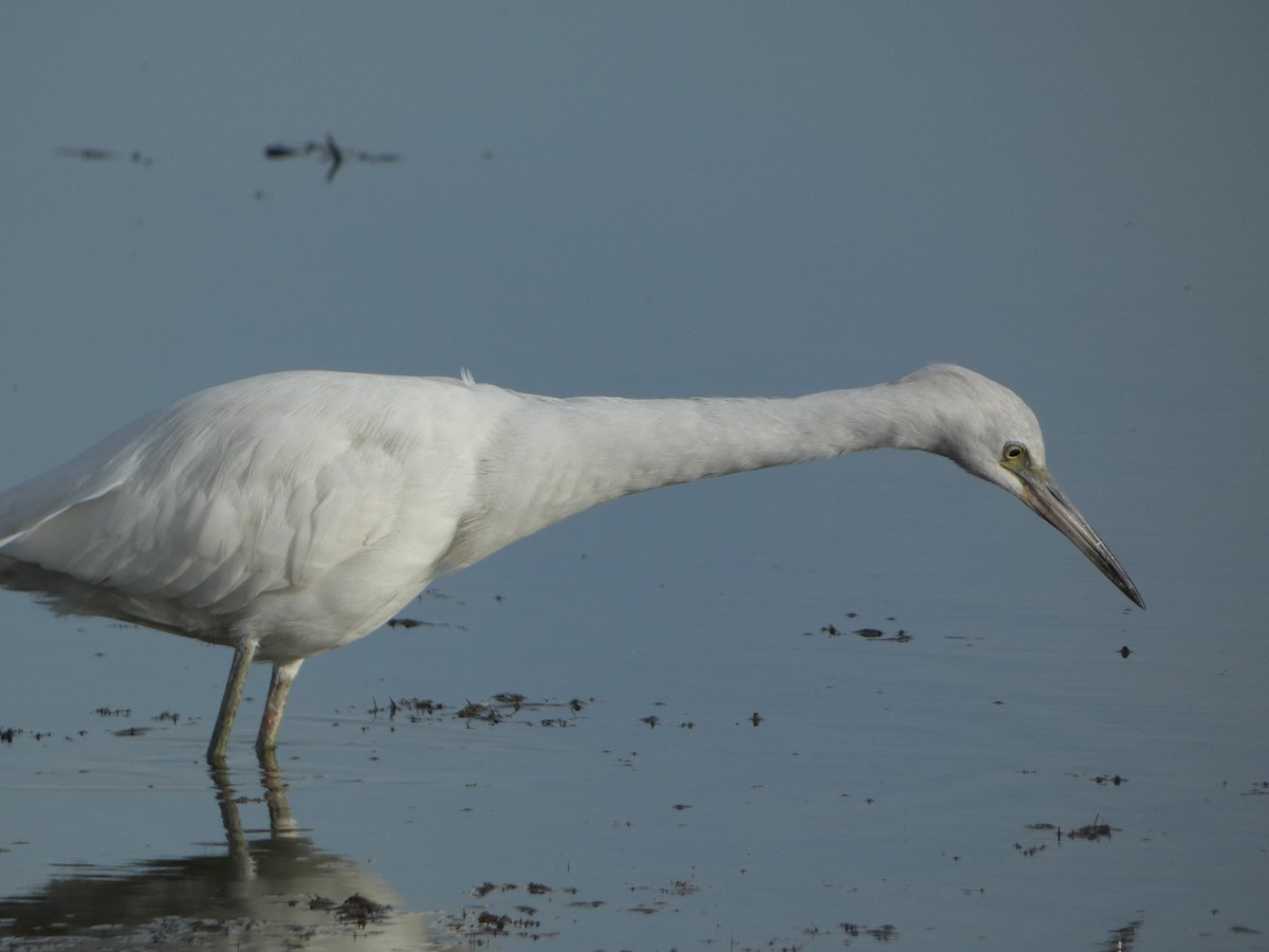 Little Blue Heron - ML645747887