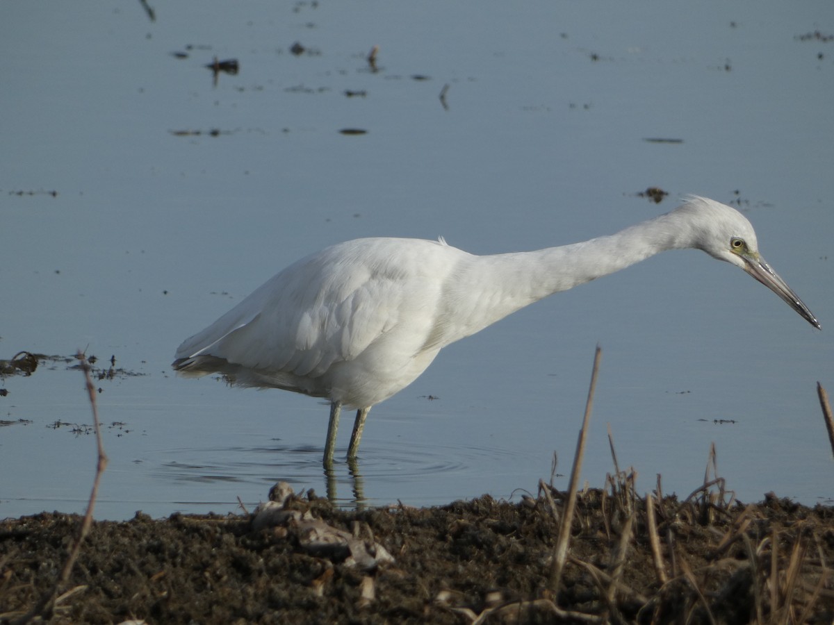 Little Blue Heron - ML645747888