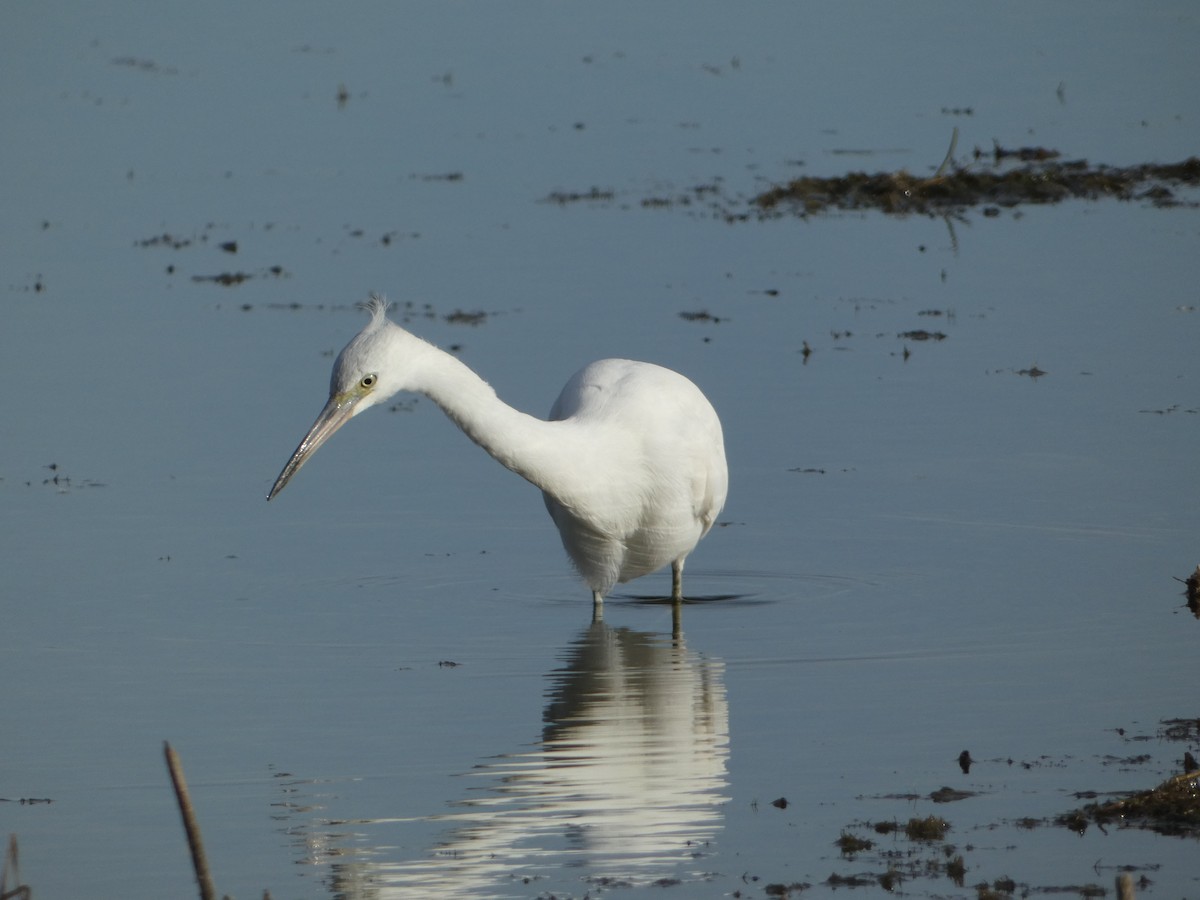 Little Blue Heron - ML645747889