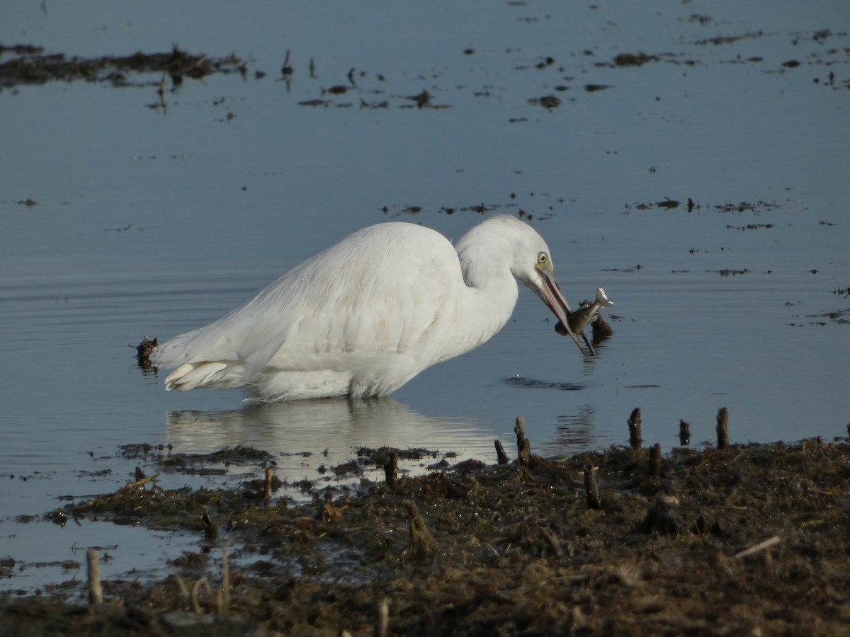 Little Blue Heron - ML645747891