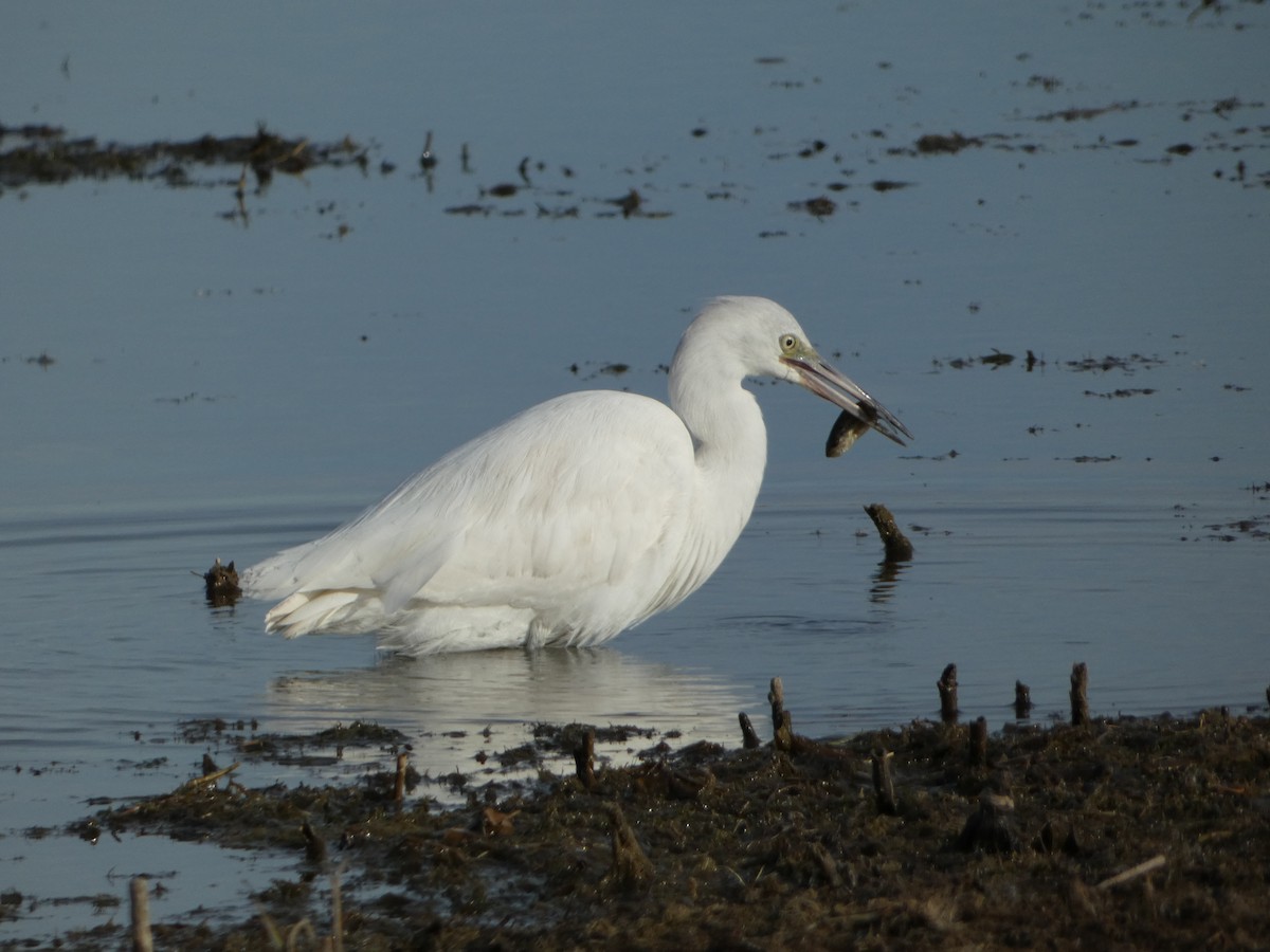 Little Blue Heron - ML645747892