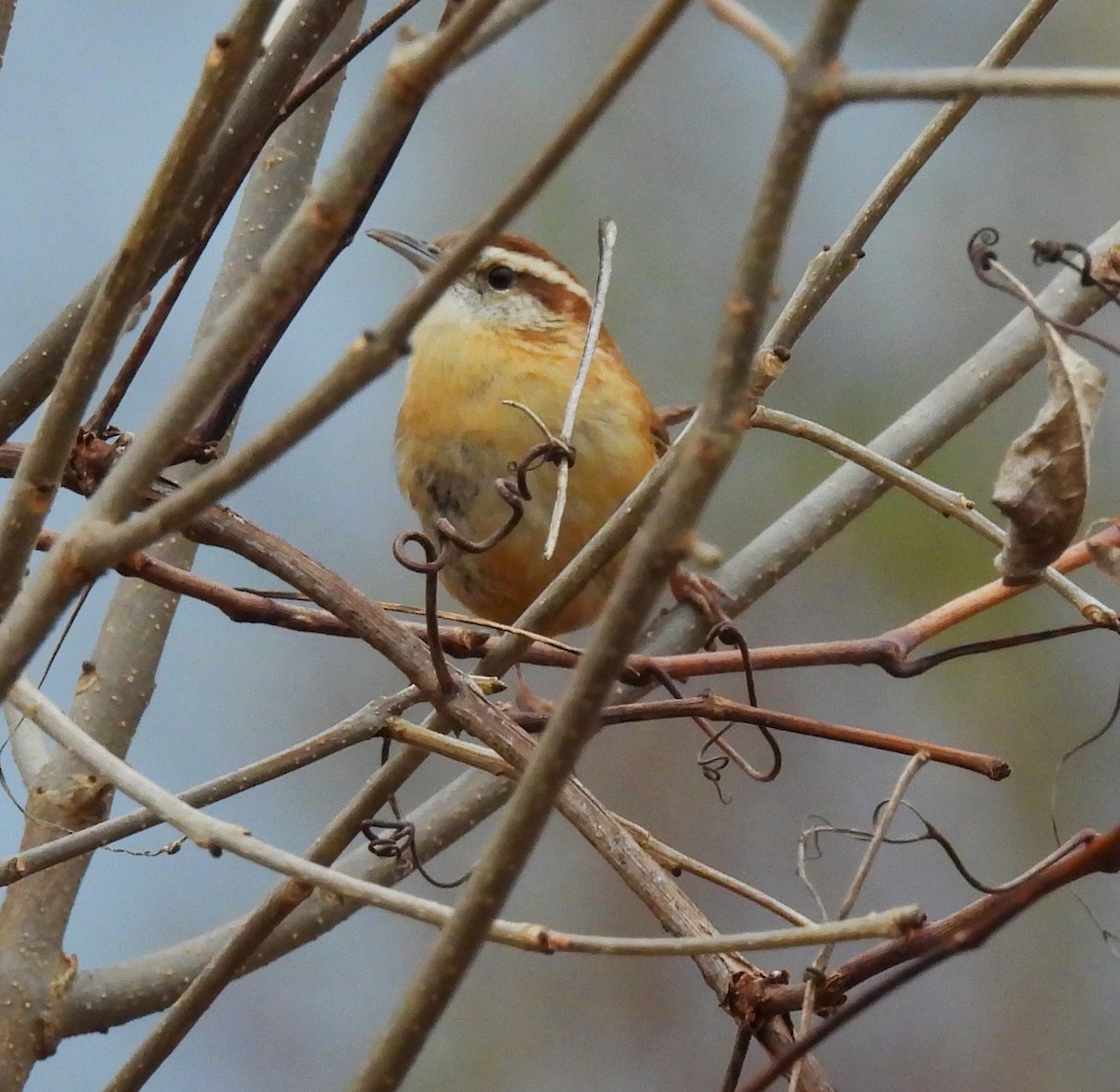 Carolina Wren - ML645747894