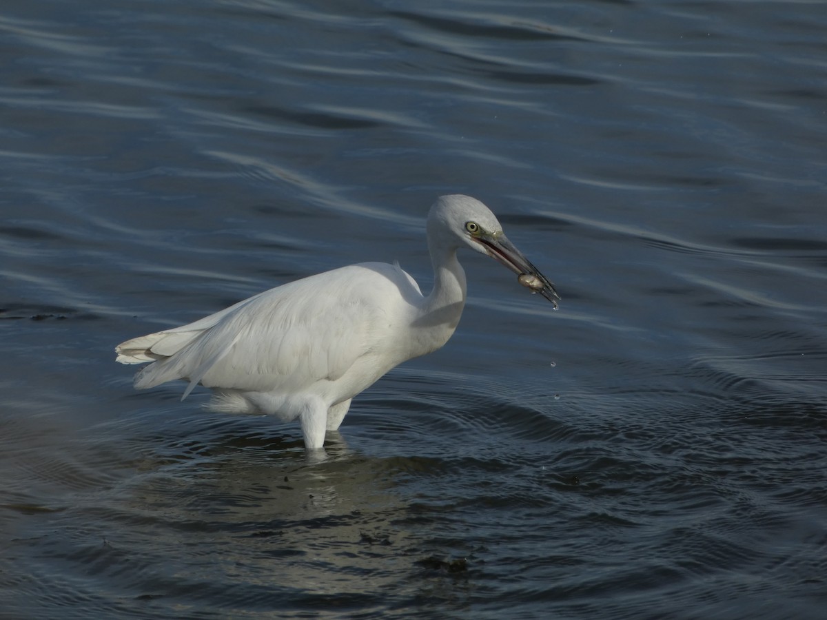 Little Blue Heron - ML645747896