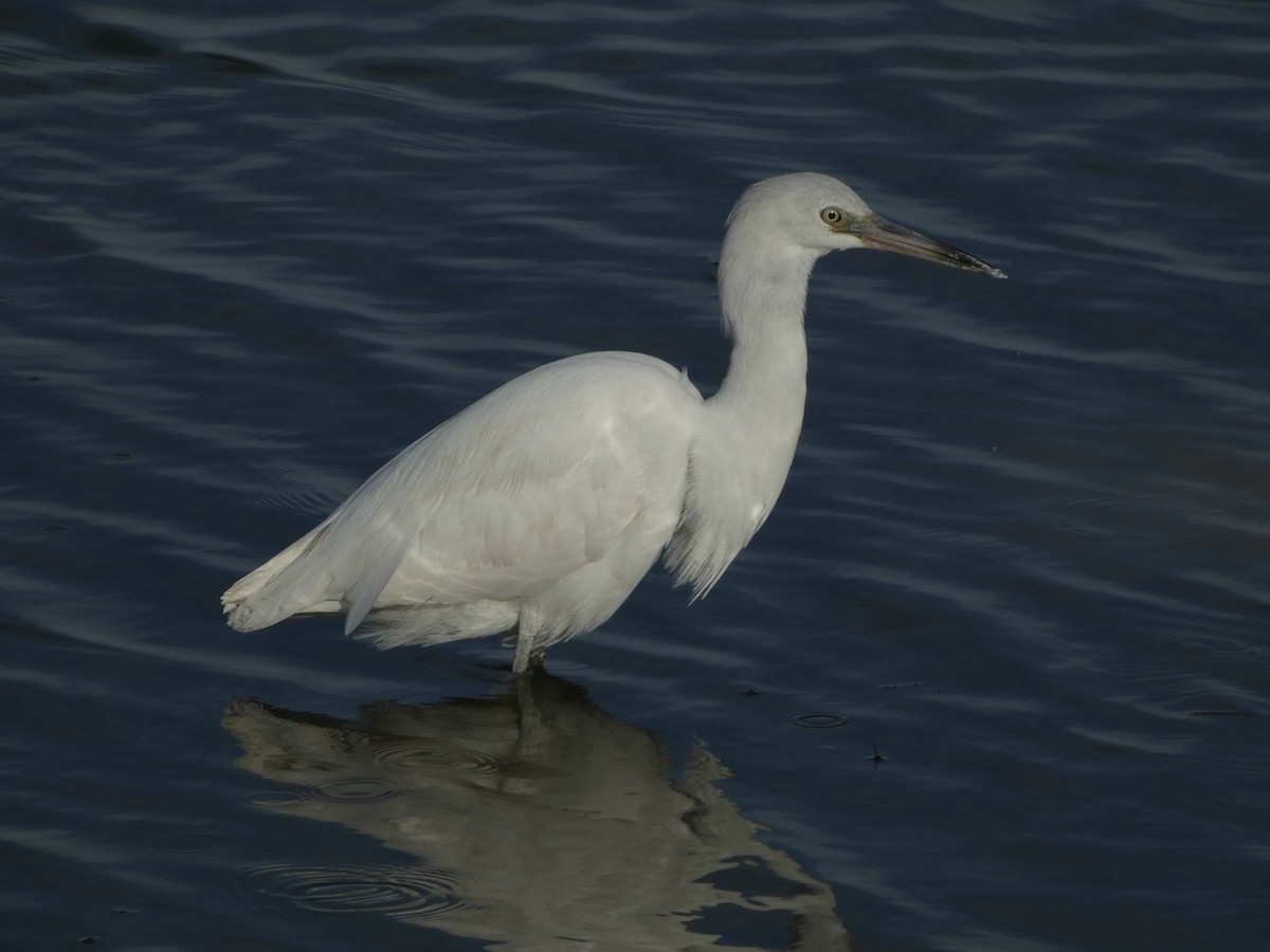 Little Blue Heron - ML645747898