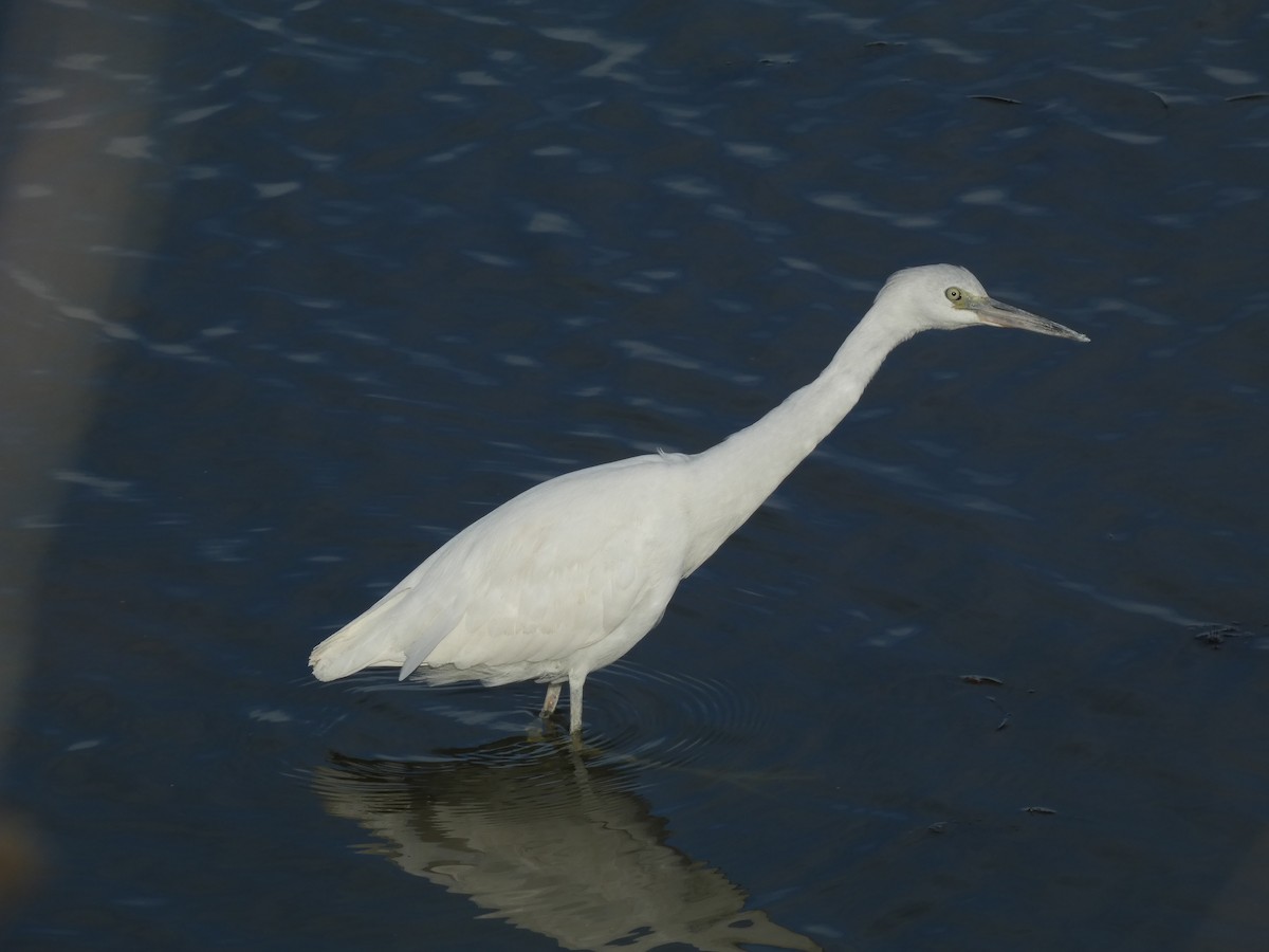 Little Blue Heron - ML645747899