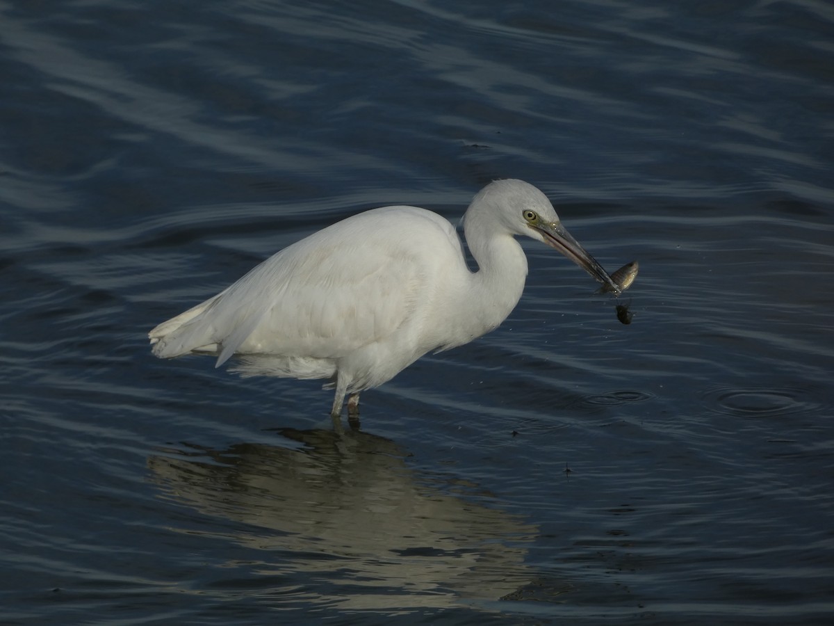 Little Blue Heron - ML645747900