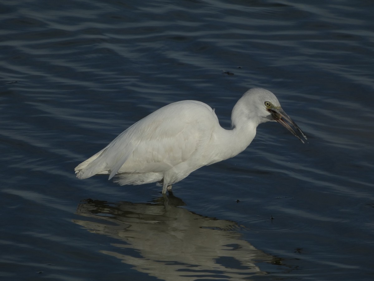 Little Blue Heron - ML645747901