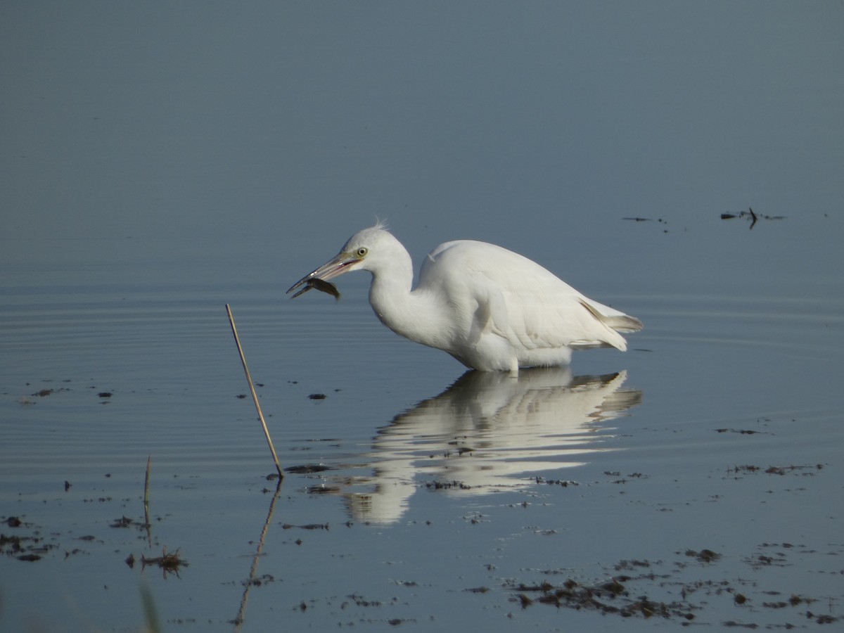Little Blue Heron - ML645747902