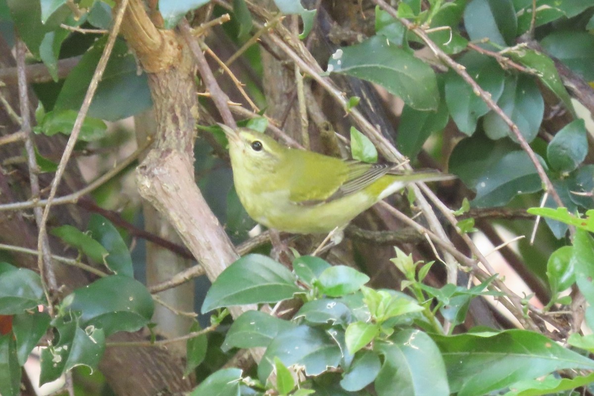 Tennesse Ötleğeni - ML645747909