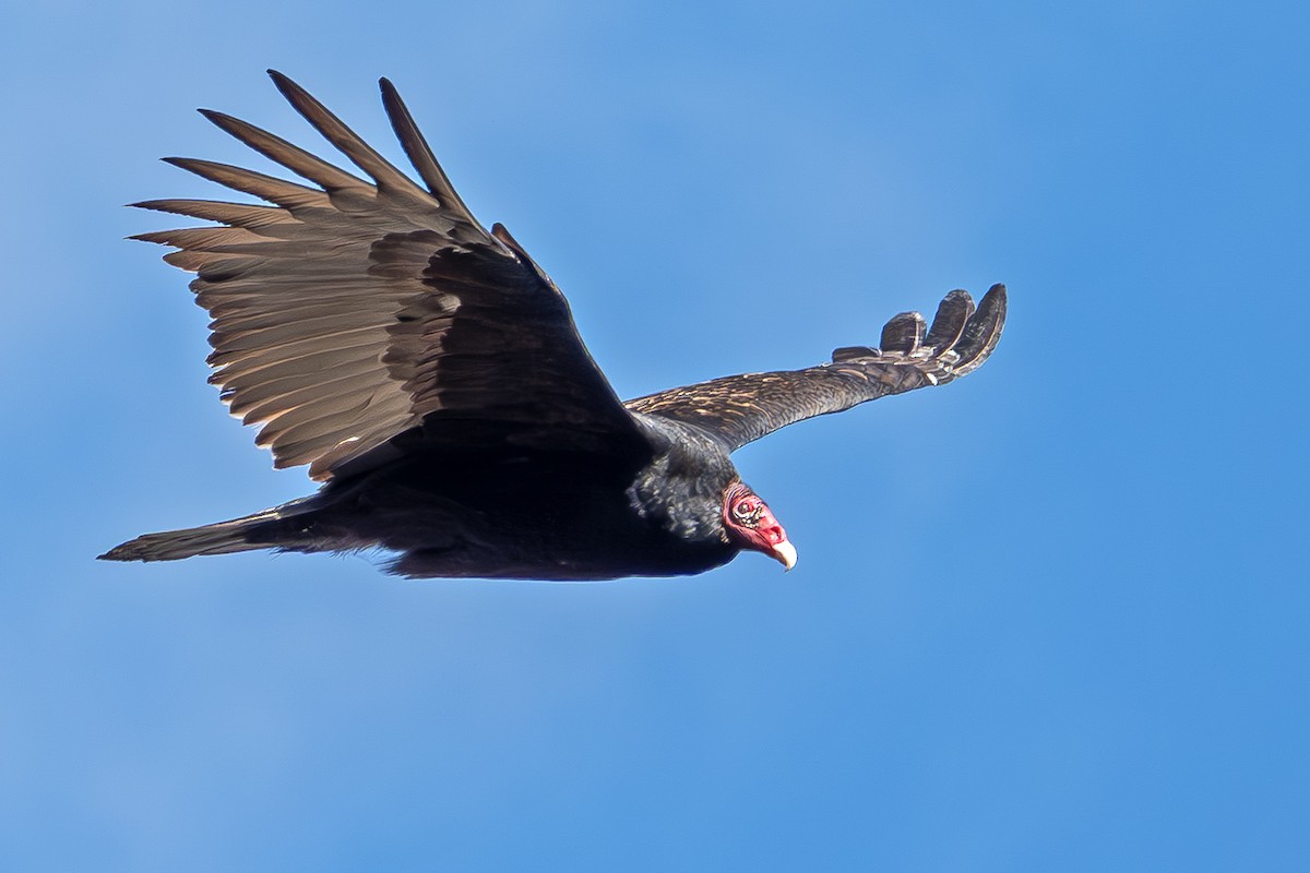 Turkey Vulture - ML645747919