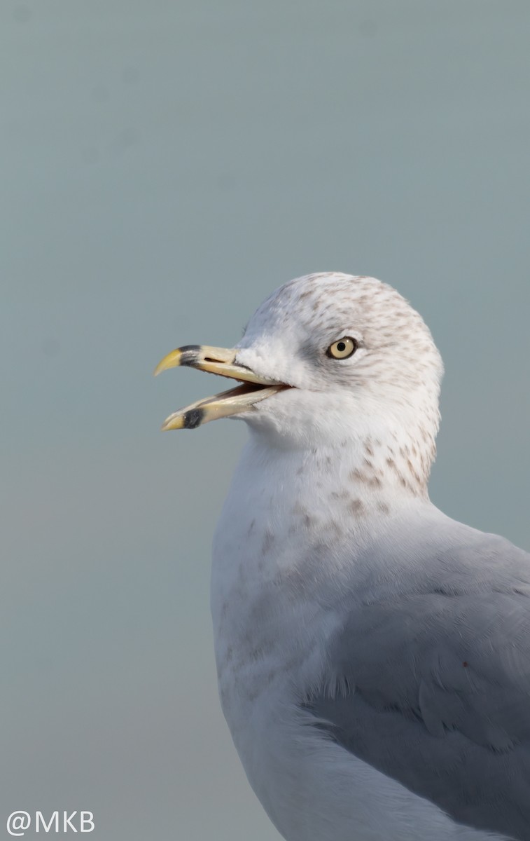 Ring-billed Gull - ML645747927