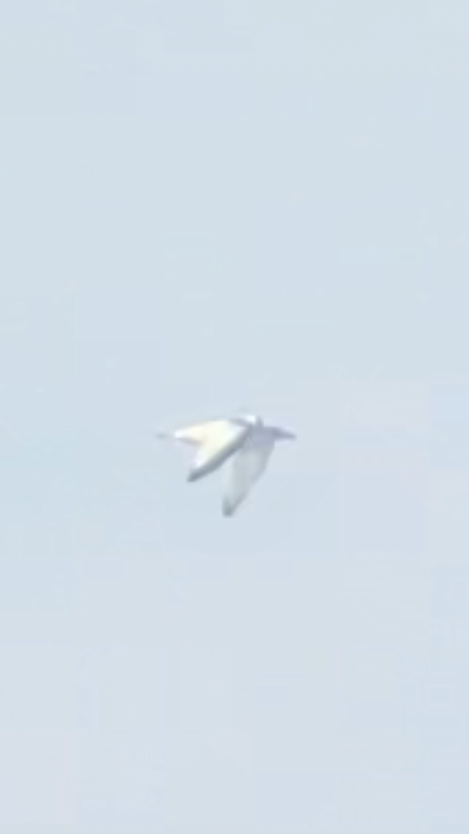 krykkje - ML645747933