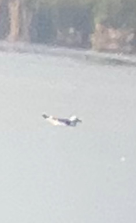 krykkje - ML645747934