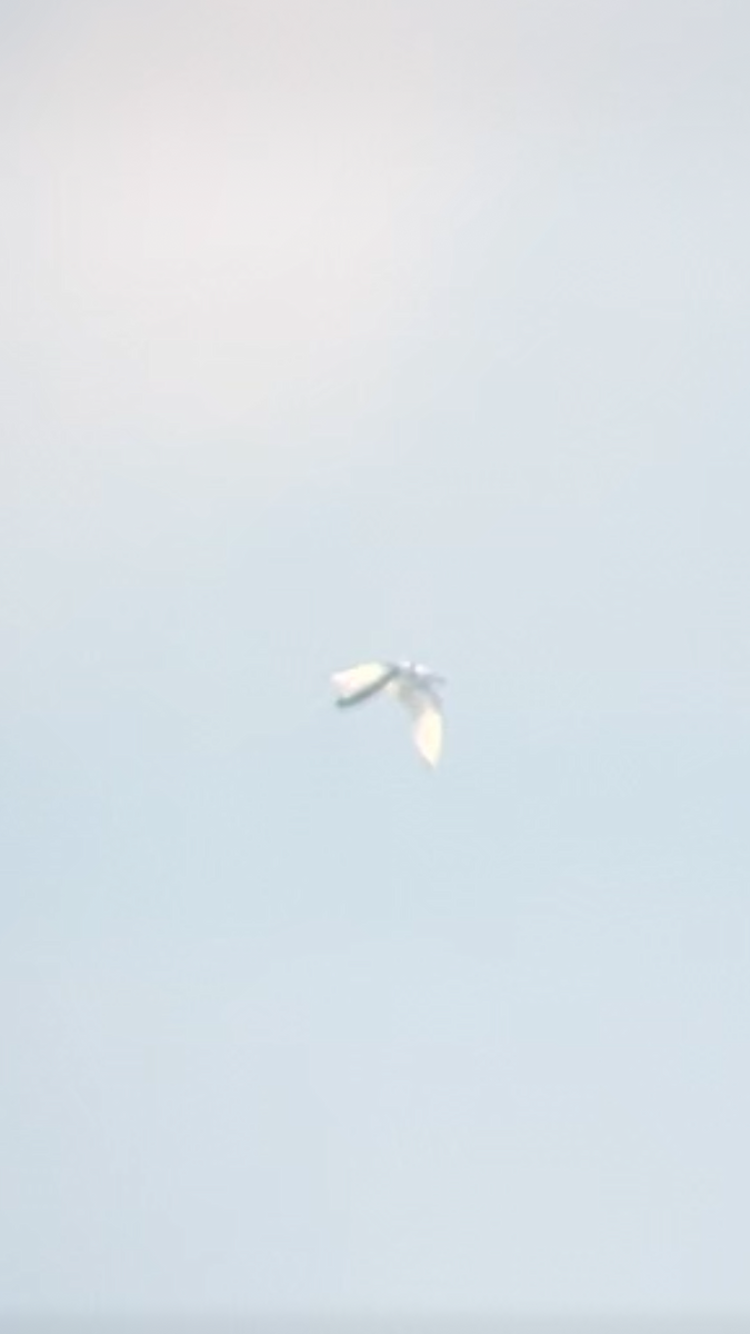 krykkje - ML645747935