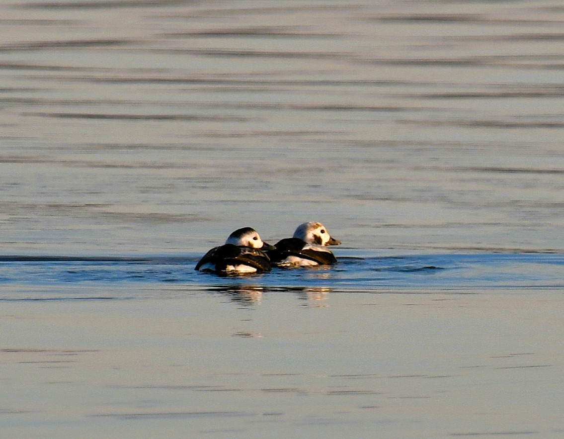 Long-tailed Duck - ML645747936