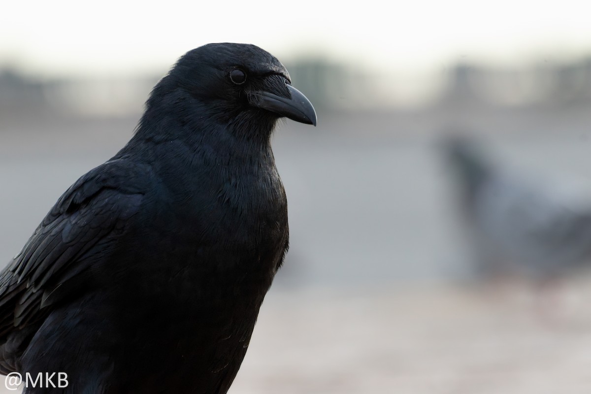 American Crow - ML645747937
