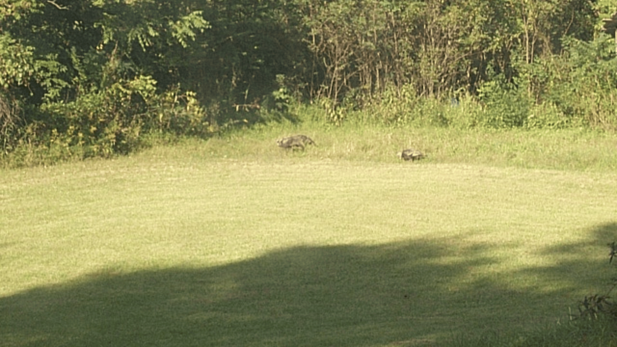 krocan divoký - ML645747948