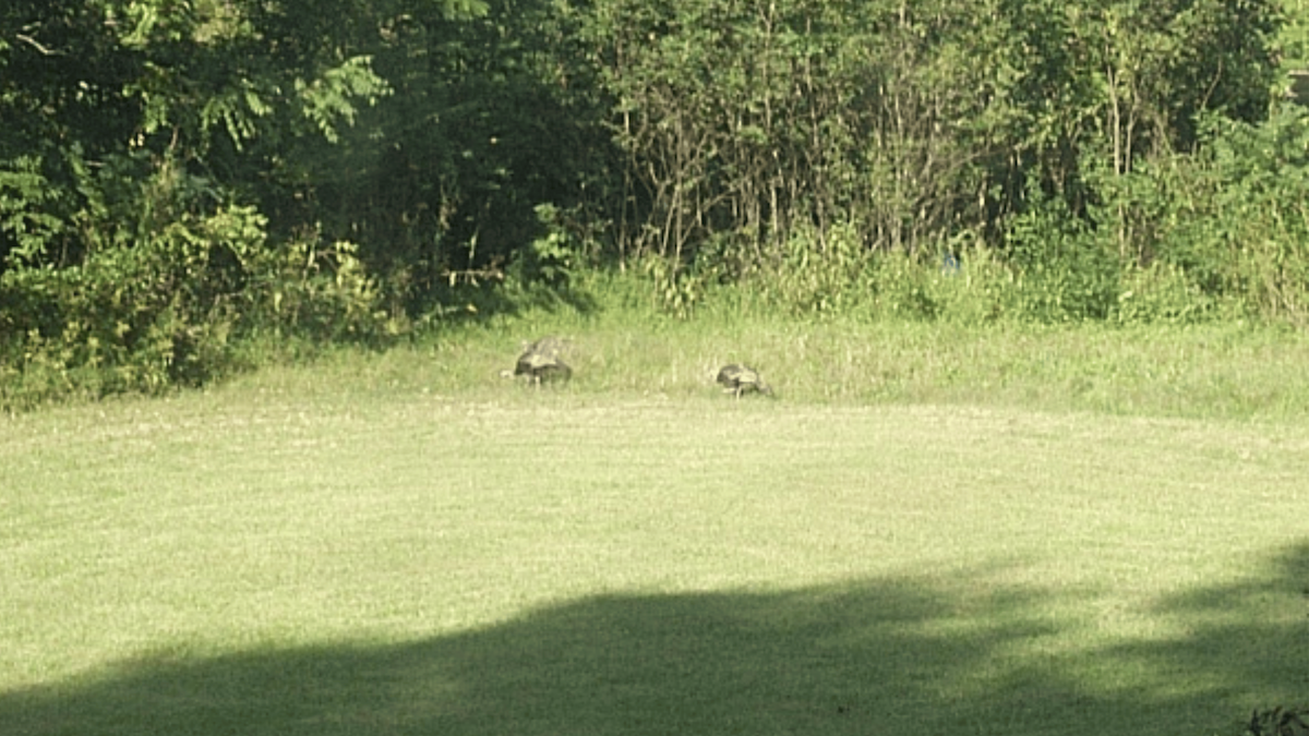 krocan divoký - ML645747949