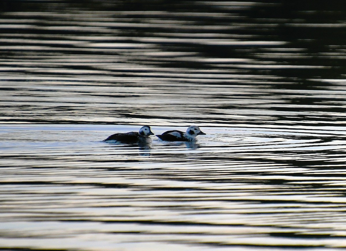 Long-tailed Duck - ML645747958