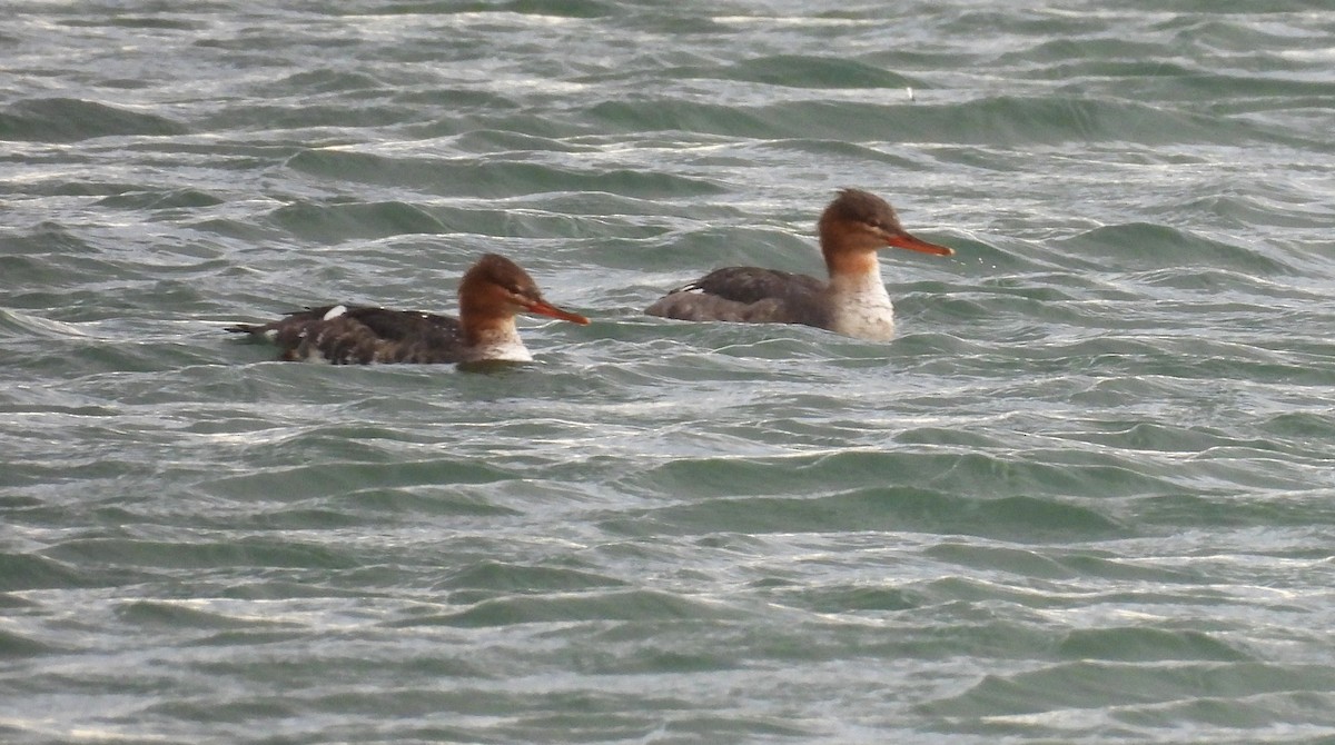 紅胸秋沙 - ML645747962