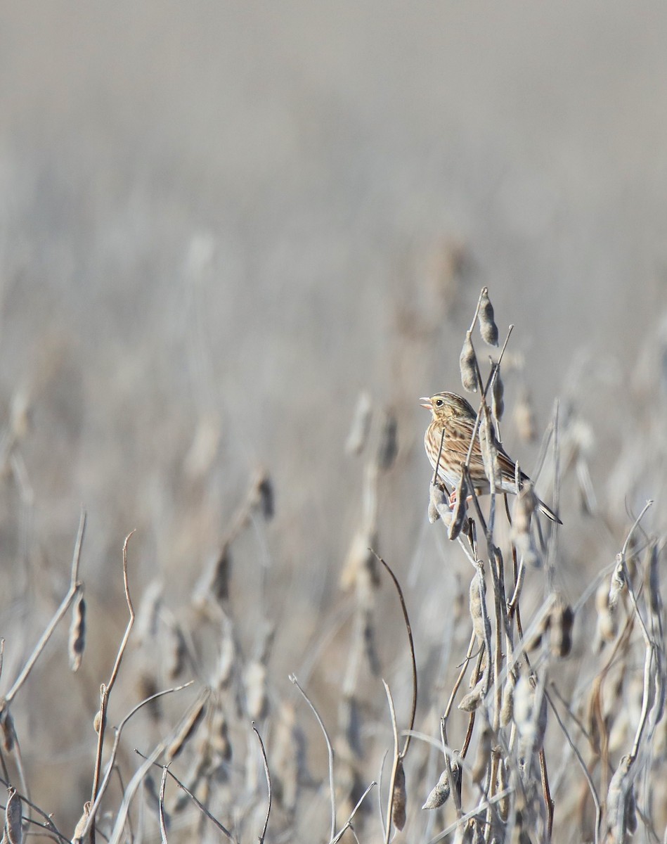 Savannah Sparrow - ML645747969