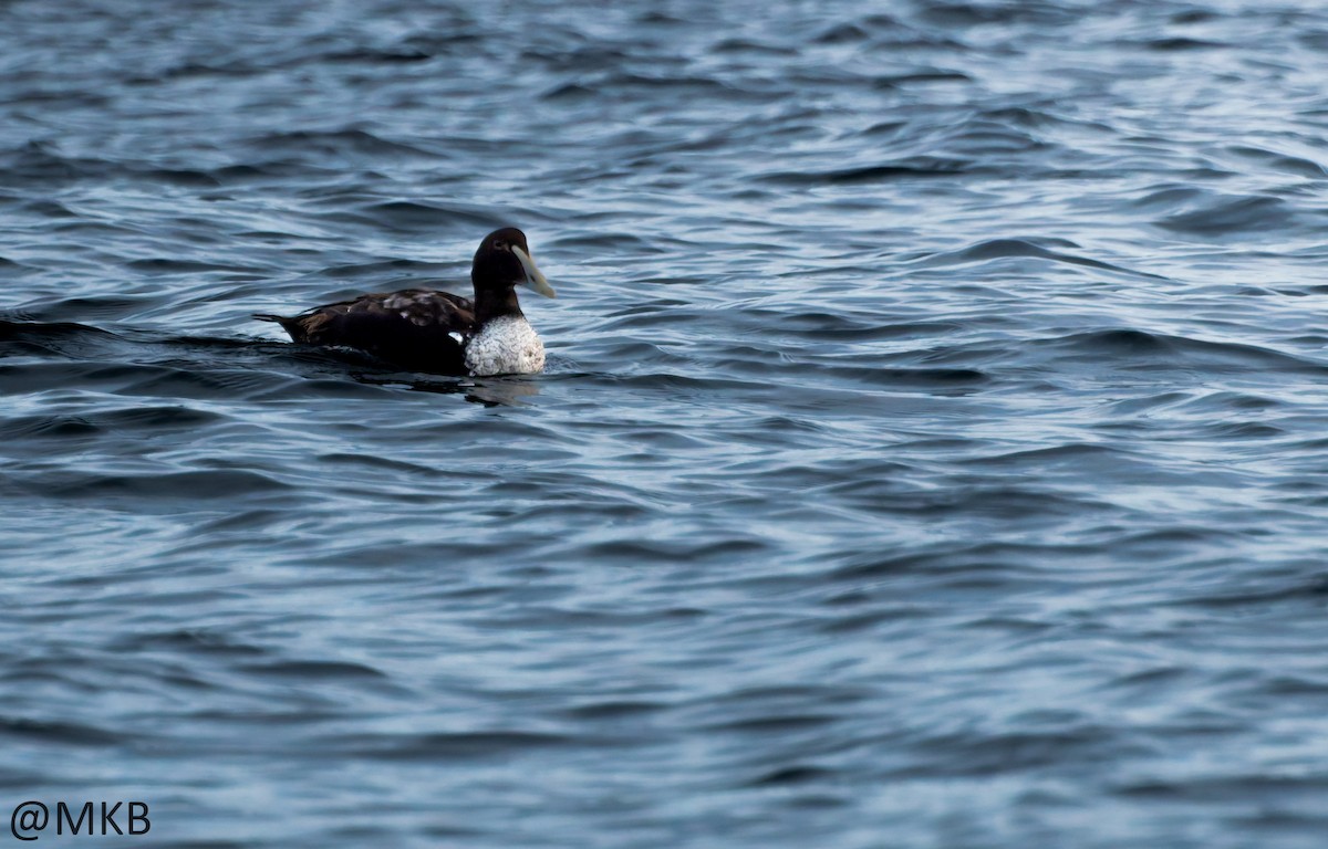 Common Eider - ML645747971