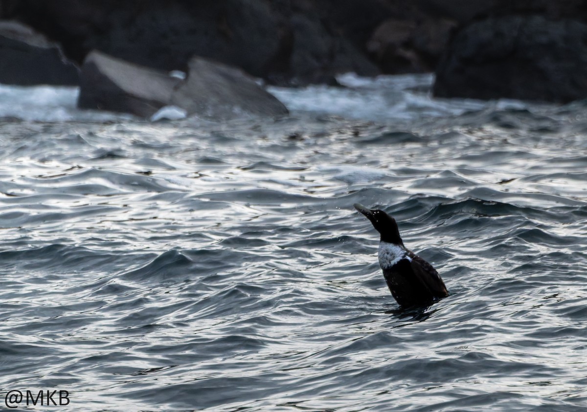 Common Eider - ML645747972