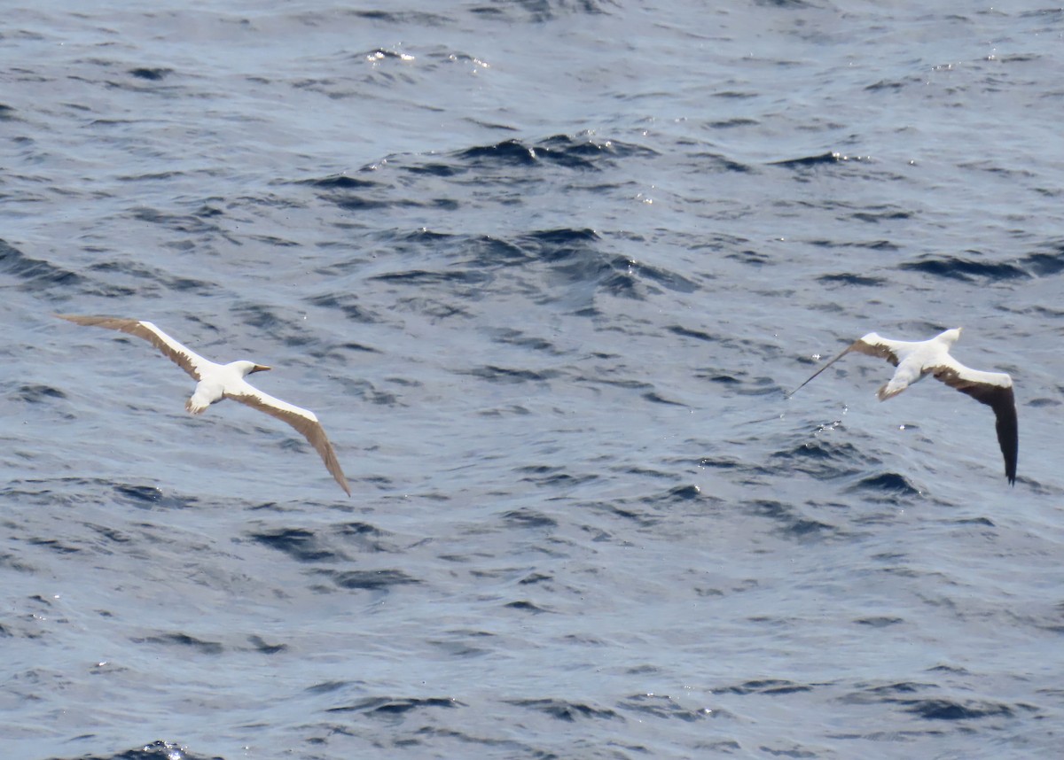 藍臉鰹鳥 - ML645747974