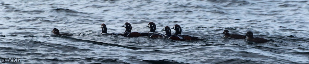 Harlequin Duck - ML645747975