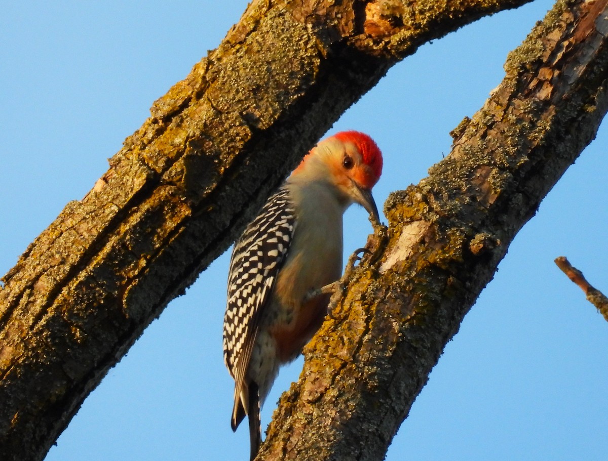 Red-bellied Woodpecker - ML645747977