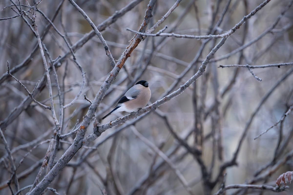 Eurasian Bullfinch (Eurasian) - ML645747978
