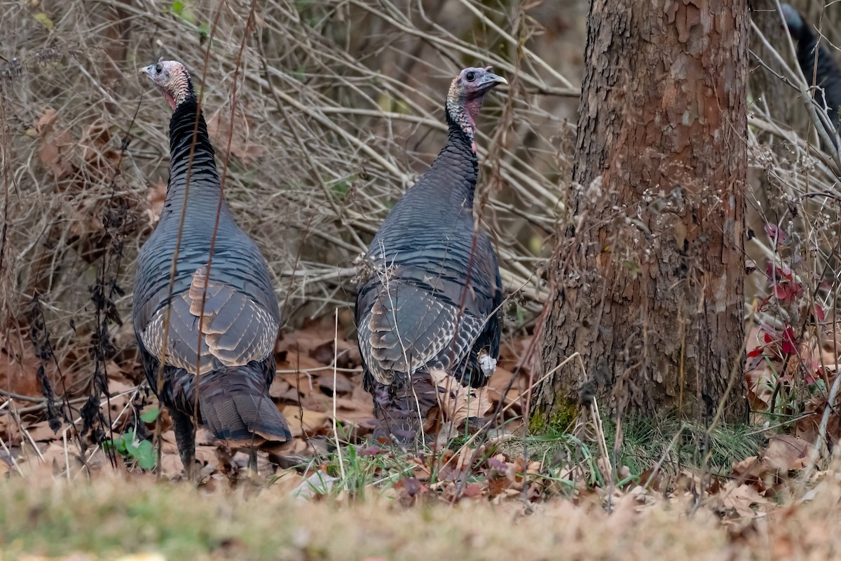 krocan divoký - ML645747985