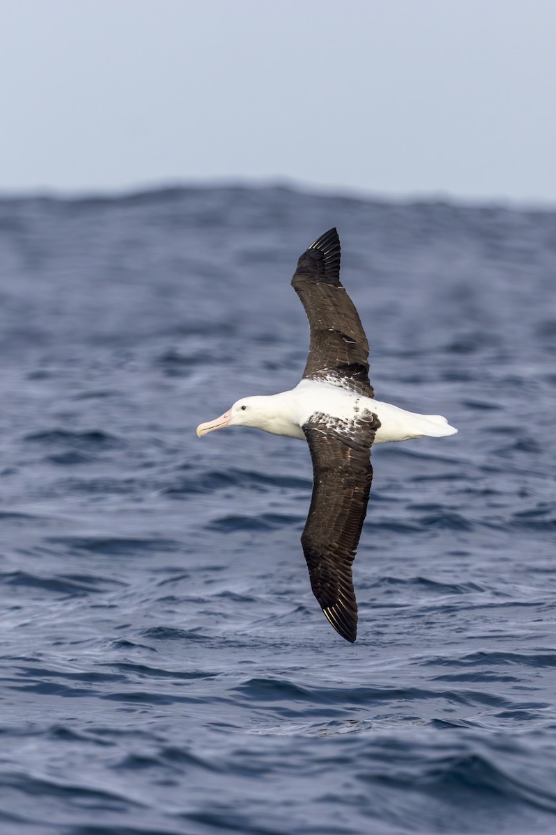 Northern Royal Albatross - ML645747986