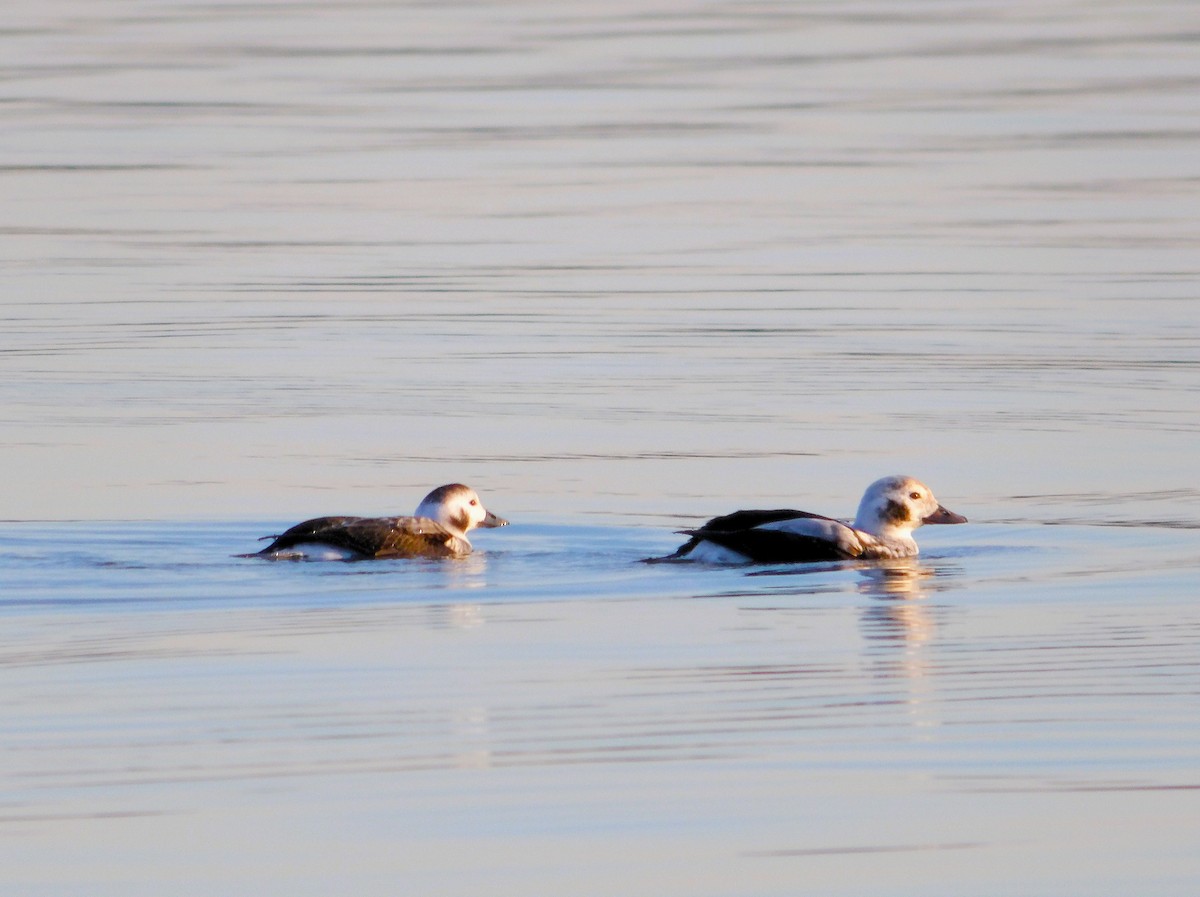 Long-tailed Duck - ML645747992