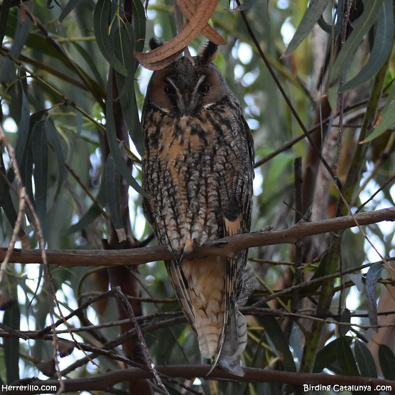 Long-eared Owl - ML645747995
