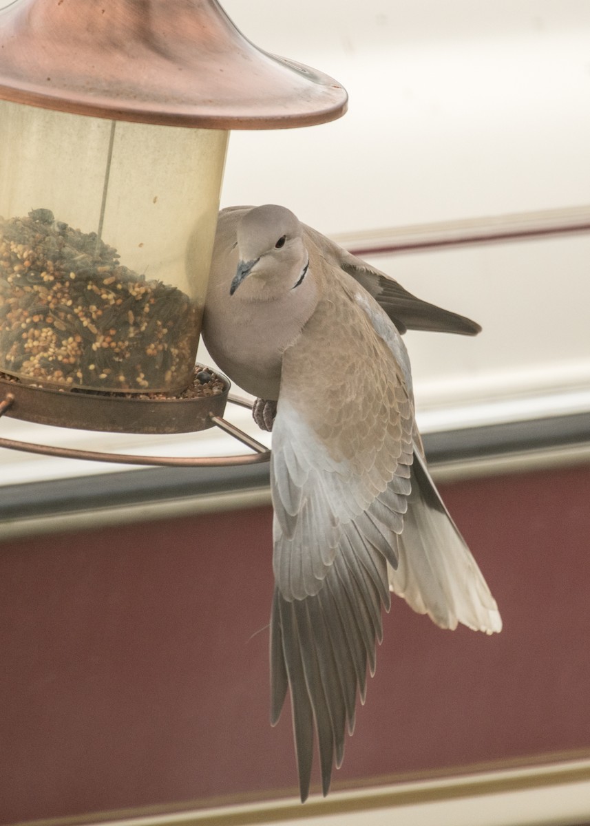 Tortora dal collare - ML645748001