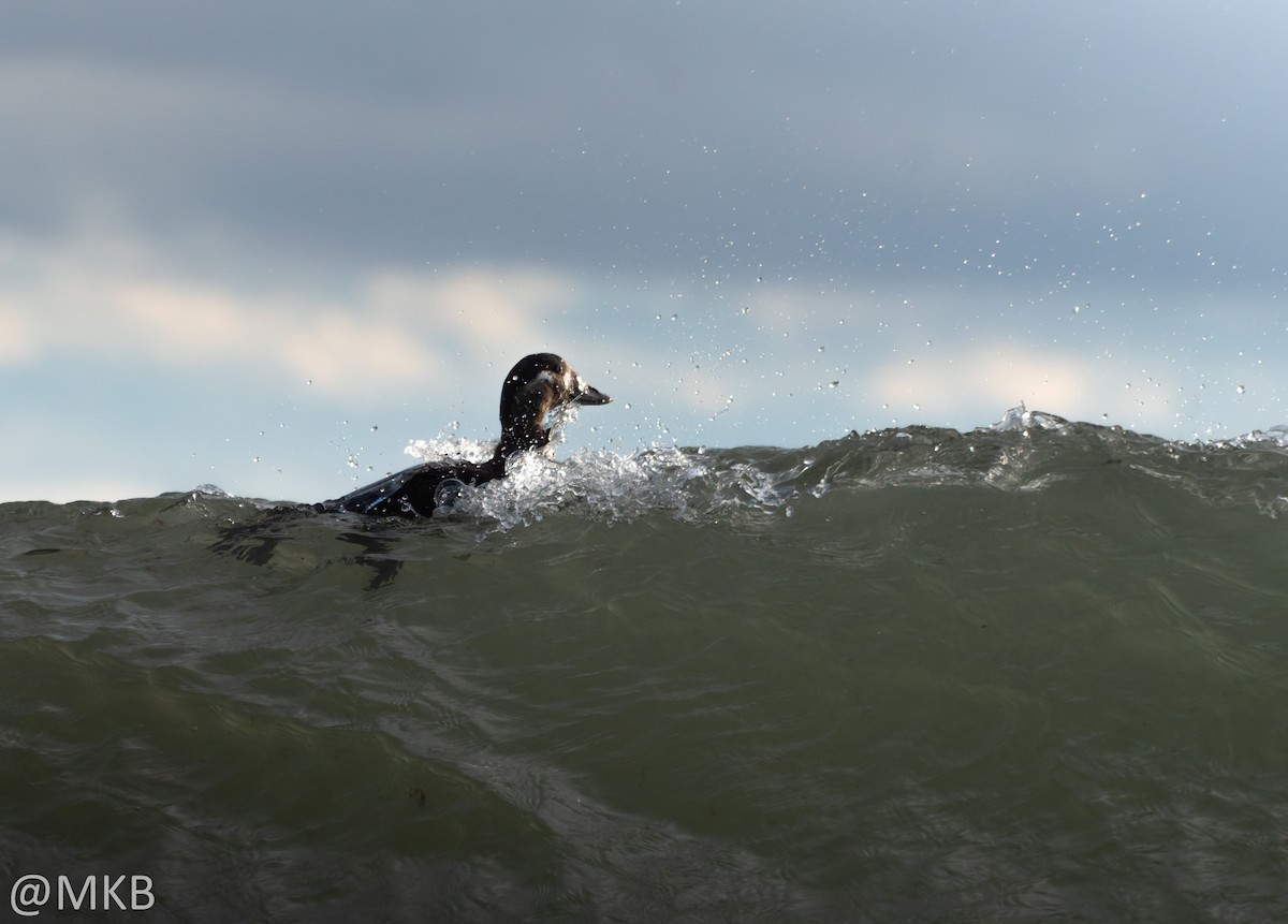 Surf Scoter - ML645748003