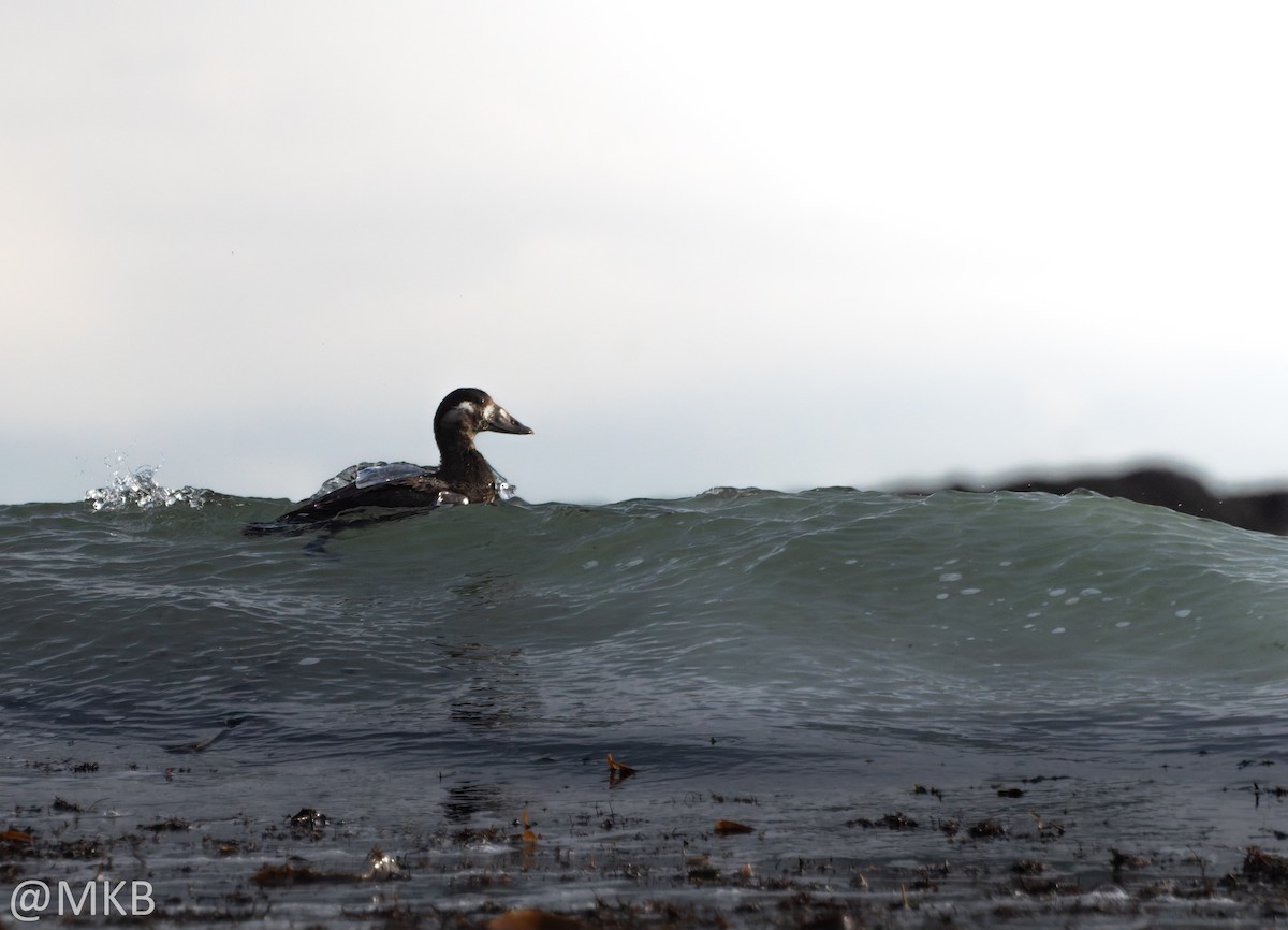 Surf Scoter - ML645748004