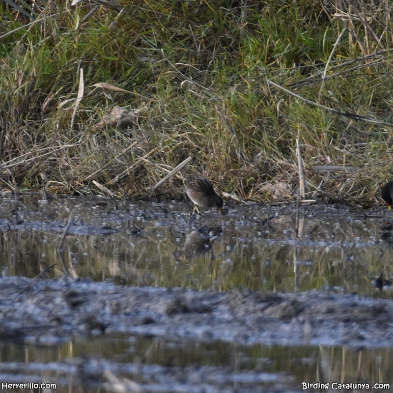 Spotted Crake - ML645748009